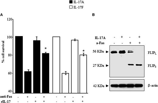 Figure 4. rIL-17s inhibit FICD and increase expression of cFLIPS. FICD was performed in T cells from the healthy controls in the presence or absence of each recombinant cytokine. The results are expressed as % cell survival (A). The mean ± SE from 7 experiments are presented, *P < .05 (Wilcoxon’s signed rank test). (B) Western blot analysis of FLIP expression in cells harvested from the FIDC assay (representative of 4 experiments).