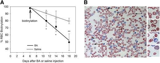 Figure 4. B abortus–treated mice have shortened RBC lifespan and evidence of hemolysis. (A) The RBC biotinylation assay indicates a 2.7-fold increase in RBC destruction in B abortus–treated mice (−4%/day vs −1.7%/day). Means ± SD. *P < .05 and **P < .001 by Student t test or Mann-Whitney U test. Overall difference between the 2 sets of measurements is significant at P < .001 by 2-way analysis of variance (Holm-Sidak method). (B) Peripheral blood smears of B abortus–injected mice 2 weeks after showing schistocytes and erythrocyte membrane irregularities, consistent with mild microangiopathic hemolysis. Arrows point to damaged erythrocytes, shown magnified in the right margin.