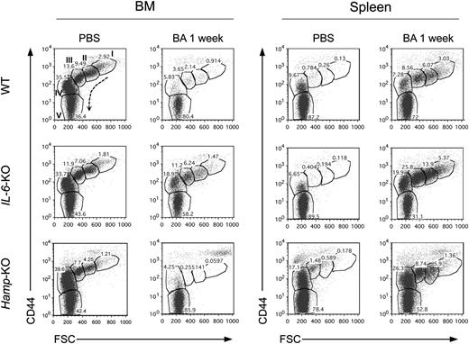 Figure 4. Erythropoiesis is severely impaired in BA-treated mice. FACS analysis of BM and spleen of WT, IL-6-KO, and Hamp-KO mice 1 week after BA injection. CD71 (Tf receptor), Ter119 (erythroid-specific), and CD44 (adhesion molecule that exhibits a progressive decrease from pro-erythroblast to reticulocyte) costaining was used. CD71+/Ter119+ and CD71−/Ter119+, characterizing erythroid precursor and mature RBCs, respectively, were selected and plotted as CD44 vs forward scatter, to show the different stages of erythroid maturation. Maturation stages occur as indicated by the arrow and include (I) pro-erythroblast, (II) basophilic, (III) polychromatic, (IV) orthochromatic reticulocytes, and (V) mature erythrocytes. The percentage of cells constituting each population is shown. Three mice per each group were analyzed; 1 representative mouse per each group is shown.