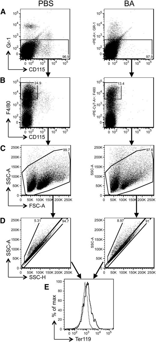 Figure 6. Hemophagocytosis is responsible for the anemia induced by BA treatment. Flow cytometry analysis was performed to identify and measure the interaction between macrophages and RBCs, an indicator of hemophagocytosis. The figure shows the results obtained in the spleen of 2 representative mice, treated with PBS and BA, respectively, and analyzed 2 days after BA injection. Three mice per group were analyzed, obtaining similar results. Gating steps were performed as indicated from A to E. Briefly, (A) we first excluded the Gr1+/CD115− and Gr1+/CD115+ populations (neutrophils and Gr1hi monocytes) and gated both the Gr1−/CD115− and Gr1−/CD115+ cells. (B) These were further divided into an F4/80hi/CD115− population that also included eosinophils. (C) Eosinophils were excluded by their side scatter (SSC)hi distinctive feature. (D) The remaining F4/80hi population, comprised of mature macrophages, was analyzed by plotting SSC-H vs SSC-A, which allows discriminating multiplets vs single cells. Macrophages/RBC multiplets (indicating macrophages binding RBCs during the hemophagocytosis process) were discriminated using F4/80 and Ter119. (E) The increase of Ter119-positive cells (RBCs) among the multiplets indicated that hemophagocytosis was increased in BA-treated mice compared with PBS controls.