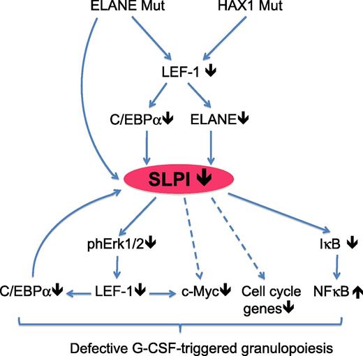 Model for the altered molecular pathways in myeloid progenitor cells of patients suffering from SCN, in which known genetic mutations lead to decreased SLPI expression and subsequently to altered cell signaling and transcription-factor expression, resulting in abrogated G-CSF–induced granulopoiesis. Arrows indicate confirmed (solid) or speculative (dashed) molecular interactions. IκB, inhibitor of NF-κB; Mut, mutated; ph, phosphorylated. See Figure 7 in the article by Klimenkova et al, which begins on page 1239.
