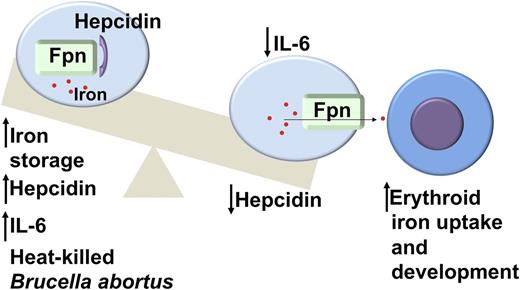 A model of the pathophysiology of the anemia of inflammation based on the findings in Kim et al and Gardenghi et al.1,2 Injection of heat-killed B abortus stimulates an inflammatory response including increased production of hepcidin and IL-6. Hepcidin binds to the iron exporter ferroportin resulting in internalization of the protein, increased macrophage iron storage, and subsequent hypoferremia. Recovery from the inflammatory response lowers hepcidin and IL-6 levels leading to increased release of iron from the macrophages to the developing erythrocytes and relief of the block in erythroid development. Fpn, ferroportin.