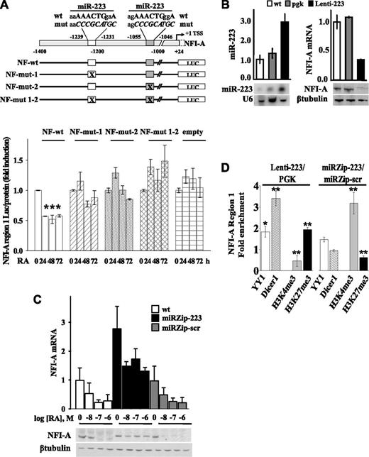 Figure 7. Functional significance of putative miR-223 complementary DNA binding sites and miR-223 levels on NFI-A transcription. (A) Top panel: Schematic representation of the NFI-A promoter region (nt −1400 to 24) containing the complementary putative miR-223 DNA binding sites (nt −1239 to −1231; nt −1055 to −1046). Numbers are relative to the NFI-A transcriptional start site (+1). Bottom panel: HL60 cells stably transfected with pGL4.20 luciferase reporter vectors containing the wild-type NFI-A promoter sequence (NF-wt), the mutagenized forms of the putative miR-223 DNA binding sites (NF-mut-1, NF-mut-2, and NF-mut 1-2), or the “empty” vector were treated (+) or not (−) with 1μM RA for the indicated time points. Data are expressed as the luciferase activity normalized by the total protein amount in each sample. Bars represent the mean of 3 independent experiments performed in duplicate ± SEM. Statistical significance was calculated between RA-treated and untreated samples. *P < .05. (B) HL60 wild-type cells (wt), stably infected with a lentiviral vector expressing miR-223 (Lenti-223) or an empty viral vector (pgk) were tested by quantitative RT-PCR and Northern blot assays to measure mature miR-223 level. U6 detection is shown as RNA loading control. NFI-A mRNA and protein levels were tested by quantitative RT-PCR and immunoblot analysis. β-tubulin is a loading control. Quantitative RT-PCR results represent the average of 3 independent evaluations ± SD. (C) WT HL60 cells (wt) ectopically carrying the miRZip-223 anti–miR-223 (miRZip-223), or the scramble hairpin control (miRZip-scr) constructs, were treated with the indicated concentrations of RA for 72 hours. NFI-A mRNA and protein levels were tested by quantitative RT-PCR and immunoblotting (β-tubulin is a loading control). Quantitative RT-PCR results represent the average of 3 independent evaluations ± SD. (D) ChIP assays performed in HL60 cells ectopically expressing (Lenti-223) or not (pgk) miR-223, or in HL60 cells expressing the miRZip-223 or the miRZip-scr, using the indicated antibodies. Quantitative RT-PCR was performed to amplify NFI-A region 1. Data are plotted as the Lenti-223/pgk and miRZip-223/miRZip-scr infected cell ratio. Error bars represent SD of 3 independent evaluations. *P < .05. **P < .01.