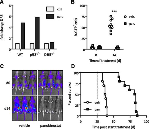 Figure 3. Extrinsic apoptotic pathway is dispensable for therapeutic response of panobinostat. (A) Quantitative real-time PCR of Dr5 messenger RNA (mRNA) levels in spleen cells (>80% GFP-positive cells) isolated from A/E9a;NrasG12D leukemia recipient mice treated with panobinostat (25 mg/kg) or vehicle (D5W) for 4 hours. Mean value of 2 individual samples is shown. (B-C) Flow cytometry analysis of leukemic cells in peripheral blood and BLI of A/E9a;NrasG12D/DR5−/− leukemia recipient mice treated with panobinostat or vehicle using the standard therapy regimen. In panel B, each data point represents an individual mouse, and horizontal bars represent mean value. ***P < .0001. (D) Kaplan-Meier survival curves of treated A/E9a;NrasG12D/DR5−/− leukemia recipient mice following initiation of therapy (n = 10 for vehicle, n = 10 for panobinostat; median survival benefit 45 days, P < .0001). Dotted line represents final day of treatment.