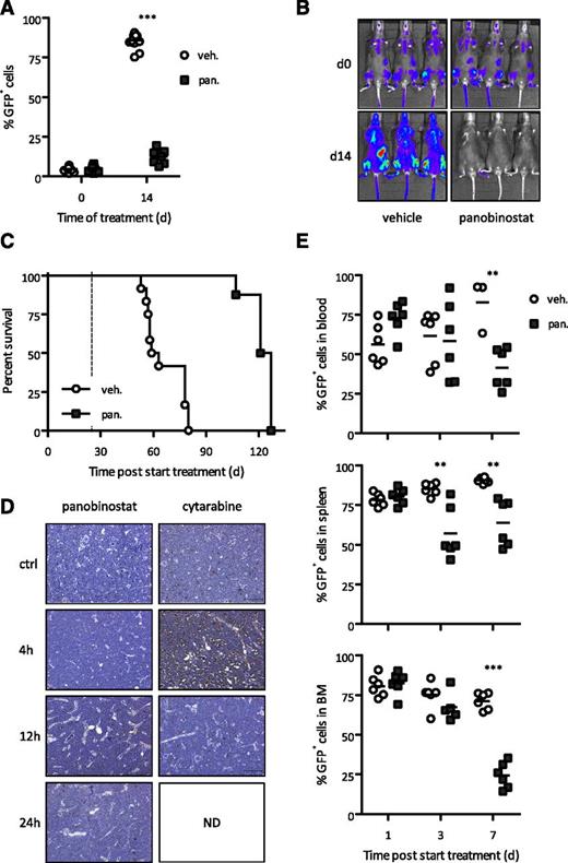 Figure 4. Intrinsic apoptotic pathway is dispensable for therapeutic response to panobinostat. (A-B) Flow cytometry analysis of leukemic cells in peripheral blood and BLI of A/E9a;NrasG12D/Bcl-2 leukemia recipient mice treated with panobinostat or vehicle using the standard therapy regimen. In panel A, each data point represents an individual mouse, and horizontal bars represent mean value. ***P < .0001. (C) Kaplan-Meier survival curves of treated A/E9a;NrasG12D/Bcl-2 leukemia recipient mice following initiation of therapy (n = 12 for vehicle, n = 8 for panobinostat; median survival benefit 63 days, P < .0001). Dotted line represents final day of treatment. (D) Analysis of apoptotic cells via TUNEL staining. Staining was performed on bone marrow isolated from A/E9a;NrasG12D leukemia recipient mice treated with panobinostat (25 mg/kg) or cytarabine (100 mg/kg) for the indicated time. Sections are representative of 3 (panobinostat) or 2 (cytarabine) mice per time point. Dark brown cells indicate TUNEL-positive cells. (E) Flow cytometry analysis of GFP-positive leukemic cells in indicated tissue isolated from A/E9a;NrasG12D leukemia recipient mice treated with panobinostat (25 mg/kg) or vehicle (D5W, 250 µL) for 3 days. Data are combined from 2 individual experiments. Each data point represents an individual mouse, and horizontal bars represent mean value. **P = .004 (blood); **P = .0022 and P = .0012, respectively (spleen); ***P < .0001 (bone marrow).