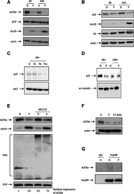 Figure 6. Panobinostat induces degradation of A/E9a and A/E. (A) Western blot analysis of whole-cell lysates prepared from A/E9a;NrasG12D leukemic cells treated in vitro with DMSO vehicle (D) or 16 nM panobinostat (P) for the indicated time using antibodies to AML1, GFP, and acetylated histone H3. β-actin served as loading control. The results shown are representative of at least 3 independent experiments. (B) Western blot analysis of whole-cell lysates prepared from Kasumi cells treated in vitro with DMSO vehicle (D) or 8 nM panobinostat (P) for the indicated time using antibodies to AML1 and acetylated histone H3. Total histone H3 and β-actin served as loading controls. The results shown are representative of at least 3 independent experiments. (C) Western blot analysis of whole-cell lysates prepared from primary t(8;21) AML cells treated in vitro with DMSO (D) or indicated concentrations (nM) of panobinostat (P) for 6 hours using an antibody to AML1 (upper panel). Membrane was stripped and reprobed for p42 as loading control (bottom panel). (D) Western blot analysis of whole-cell lysates prepared from a different primary t(8;21) AML sample as that shown in panel C treated in vitro with DMSO (D) or 8 nM panobinostat (P) for the indicated time using an antibody to AML1 (upper panel). Membrane was stripped and reprobed for anti–acetyl-tubulin antibody (bottom panel). (E) Western blot analysis of whole-cell lysates prepared from A/E9a;NrasG12D leukemic cells treated in vitro with DMSO vehicle (D) or 16 nM panobinostat (P) for 24 hours with addition of 5 µM MG132 for the final 4 hours (lanes 1 and 2) using antibodies to AML1, acetylated histone H3, ubiquitin, and GFP. The results shown are representative of at least 3 independent experiments. (F) Western blot analysis of whole-cell lysates prepared from A/E9a;NrasG12D leukemic cells treated in vitro with vehicle (D), 16 nM panobinostat (P), or 100 nM of the Hsp90 inhibitor 17-AAG for 24 hours using antibodies to AML1. β-actin served as loading control. The results shown are representative of at least 3 independent experiments. (G) Western blot analysis of the interaction between A/E9a and Hsp90 in A/E9a;NrasG12D leukemic cells treated with vehicle (D) or 16 nM panobinostat (P) for 4 hours. A control mouse immunoglobulin G (IgG) and antibody to Hsp90 were used for immunoprecipitation; antibodies to AML1 and Hsp90 were used for western blotting. The results shown are representative of at least 3 independent experiments.