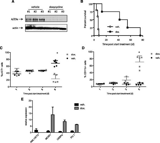 Figure 7. Inducible deletion of A/E9a phenocopies the effect of panobinostat. (A) Western blot analysis of whole-cell lysates prepared from GFP-positive spleen cells isolated from Tet-off A/E9a;NrasG12D leukemia recipient mice 72 hours after initiation of treatment with doxycycline or vehicle using an antibody to AML1. β-actin served as loading control. The results shown are representative of 2 independent experiments. (B) Kaplan-Meier survival curves of treated Tet-off A/E9a;NrasG12D leukemia recipient mice following initiation of therapy (n = 5 for vehicle, n = 4 for doxycycline; median survival benefit 42 days, P = .0051). (C-D) Flow cytometry analysis of c-Kit and CD11b expression in donor GFP-positive spleen cells isolated from Tet-off A/E9a;NrasG12D leukemia recipient mice at the indicated time after initiation of treatment with doxycycline (2 mg/kg) or vehicle. Each data point represents an individual mouse, and the mean value ± standard error from 2 separate experiments is shown. *P < .001. (E) Mice bearing Tet-off A/E9a;NrasG12D leukemias were treated with vehicle or doxycycline (dox) for 5 days. Tumors were harvested, and expression of the indicated genes was determined by quantitative real-time PCR. Results (mean and standard error of the mean) shown are from tumors harvested from 5 individual recipient mice for each treatment regimen.