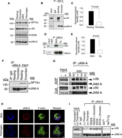 Figure 1. JAM-A interacts with the integrin αIIbβ3. (A) Western blot showing the expression levels of several platelet membrane proteins in resting and stimulated platelet lysates. (B) Representative anti-αIIb immunoblots of proteins immunoprecipitated with anti–JAM-A from lysates of resting- or thrombin-activated human platelets. (C) Quantitation of normalized optical density of “B” from 3 independent experiments (P = .02). (D) Representative anti-αIIb immunoblots of proteins immunoprecipitated with anti–JAM-A from lysates of human platelets exposed to immobilized Fg or BSA for 60 minutes. (E) Quantitation of normalized optical density of “D” from 3 independent experiments (P = .01). (F) Representative anti-GPIb immunoblots of proteins immunoprecipitated with anti–JAM-A from lysates of resting- or thrombin-activated human platelets. (G) Representative anti-αIIb immunoblots of proteins immunoprecipitated with anti–JAM-A from lysates of human platelets activated by ADP or collagen at indicated time points. (H) Super resolution SIM images of human platelets exposed to BSA or Fg and stained for JAM-A (Alexa 568, red); integrin αIIb (Alexa 647, blue); and filamentous actin (Alexa 488, green). Scale bar: 1 μm. Original magnification ×1000. (I) Anti-αIIb immunoblots of proteins immunoprecipitated with anti–JAM-A from lysates of human platelets incubated with 2 mg/mL RGDS, or 5 mM EDTA, and treated with or without thrombin, or incubated with 5 mM Mn2+ in the presence or absence of Fg. In (B,D,F,G,I), blots were reprobed with anti–JAM-A to ensure equal loading. Shown is a representative blot of at least 3 separate experiments.