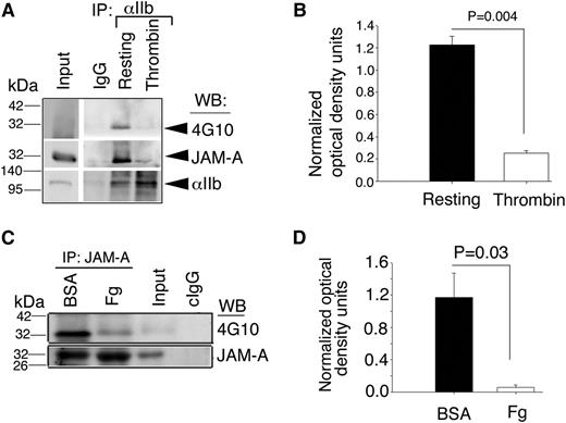 Figure 2. Interaction of JAM-A with the integrin αIIbβ3 is dependent upon tyrosine phosphorylation of JAM-A. (A) Representative immunoblots of antiphosphotyrosine (4G10) of proteins immunoprecipitated with anti-αIIb from lysates of resting- or thrombin-activated human platelets. Blots were reprobed with anti–JAM-A, and anti-αIIb to ensure equal loading. (B) Quantitation of normalized optical density of “A” from 3 independent experiments (P = .004). (C) Representative 4G10 immunoblots of immunoprecipitated proteins with anti–JAM-A from lysates of human platelets exposed to immobilized Fg or BSA for 60 minutes. (D) Quantitation of normalized optical density of “C” from 3 independent experiments (P = .03).