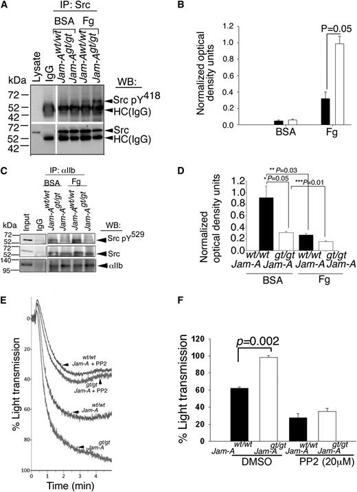 Figure 3. Ablation of Jam-A results in enhanced c-Src activation. (A) Representative anti-Src pY418 immunoblots of proteins immunoprecipitated with anti-Src or control IgG from lysates of Jam-Awt/wt and Jam-Agt/gt mouse platelets exposed to immobilized Fg or BSA. Blots were reprobed with anti-Src to ensure equal loading. (B) Quantitation of normalized optical density of “A” from 3 independent experiments (P = .05). (C) Representative anti-Src pY529 immunoblots of proteins immunoprecipitated with anti-αIIb or control IgG from lysates of Jam-Awt/wt and Jam-Agt/gt mouse platelets exposed to immobilized Fg or BSA. Blots were reprobed with anti-Src or anti-αIIb to ensure equal loading. (D) Quantitation of normalized optical density of “C” from 3 independent experiments (*P = .05; **P = .03; ***P = .01). (E) Representative aggregation tracings of Jam-Awt/wt and Jam-Agt/gt mouse platelets pretreated with or without PP2 (20 μM) and stimulated with ADP (10 μM). (F) Quantitation of extent of aggregation from E, performed 3 times independently (P = .002).