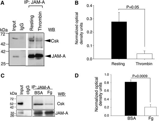 Figure 4. JAM-A is a Csk-binding protein. (A) Representative anti-Csk immunoblots of proteins immunoprecipitated with anti–JAM-A or IgG1 from lysates of human platelets exposed to immobilized Fg or BSA. (B) Quantitation of normalized optical density of “A” from 3 independent experiments (P = .05). (C) Representative anti-Csk immunoblots of immunoprecipitated proteins with anti–JAM-A or control IgG1 from lysates of human platelets exposed to immobilized BSA or Fg for 60 minutes. In (A,C), blots were reprobed with anti–JAM-A to ensure equal loading. (D) Quantitation of normalized optical density of “C” from 3 independent experiments (P = .0009).