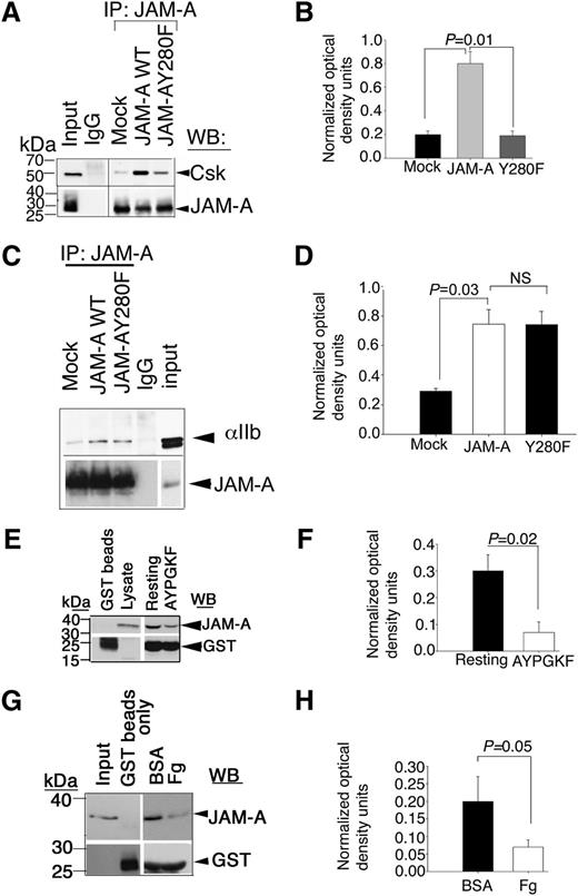 Figure 5. Csk binds tyrosine phosphorylated JAM-A through its SH2 domain. (A) Representative anti-Csk immunoblots of proteins immunoprecipitated with anti–JAM-A or control IgG1 from lysates of Dami cells transfected with mock or JAM-A–WT or JAM-A–Y280F constructs. (B) Quantitation of normalized optical density of “A” from 3 independent experiments (P = .01). (C) Representative anti-αIIb immunoblots of proteins immunoprecipitated with anti–JAM-A or control IgG1 from lysates of Dami cells transfected with mock or JAM-A–WT or JAM-A–Y280F constructs. In (A,C), blots were reprobed with anti–JAM-A to ensure equal loading. (D) Quantitation of normalized optical density of “C” from 3 independent experiments (P = .03). (E) Representative anti–JAM-A immunoblots of GST-SH2-Csk pull-down proteins from lysates of resting or AYPGKY (100 μM) activated human platelets. (F) Quantitation of normalized optical density of “E” from 3 independent experiments (P = .02). (G) Representative anti–JAM-A immunoblots of GST-SH2-Csk pull-down proteins from lysates of human platelets exposed to immobilized BSA or Fg for 60 minutes. In (E and G), blots were reprobed with anti-GST to ensure equal loading. (H) Quantitation of normalized optical density of “G” from 3 independent experiments (P = .05).