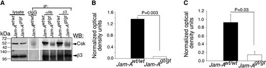 Figure 6. JAM-A recruits Csk to the integrin complex. (A) Representative anti-Csk immunoblots of proteins immunoprecipitated with anti-αIIb or β3 or isotype-specific IgG (cIgG) from lysates of Jam-Awt/wt and Jam-Agt/gt mouse platelets. Blots were reprobed with anti-β3 to ensure equal loading. Note: The mobility of the Csk band is the same as the IgG heavy chain. Therefore, light chain-specific horseradish peroxidase-conjugated secondary antibody was used to detect Csk. (B,C) Quantitation of normalized band intensities of “A” anti-β3 (B; P = .003) and anti-αIIb (C; P = .03) from 3 independent experiments.