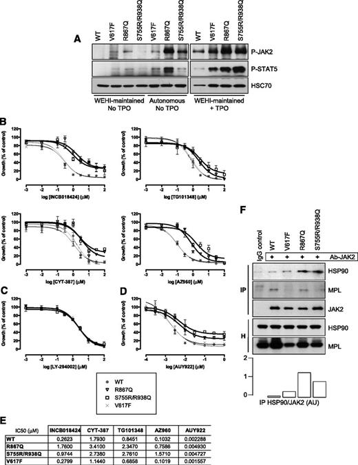 Figure 5. Sensitivity of JAK2 R867Q and JAK2 S755R/R938Q mutants to JAK2 and HSP90 inhibitors. (A) Ba/F3-MPL cells expressing either JAK2 R867Q, JAK2 S755R/R938Q, or JAK2 V617F could be maintained in WEHI-supplemented medium but also exhibited cytokine-independent growth (Autonomous). Autonomous or WEHI-maintained cells were serum-starved for 6 hours and stimulated, or not (no TPO), with 5 ng/mL TPO for 15 minutes (+TPO). The constitutive phosphorylation level of each of the JAK2 constructs was analyzed by western blotting. The level of P-STAT5 was also detected, and expression of HSC70 served as a loading control. Blots are representative of a typical experiment. (B) Growth of autonomous Ba/F3-MPL cells expressing JAK2 V617F (×), R867Q (▽), and S755R/R938Q mutants (□), as well as WEHI-dependent Ba/F3-MPL expressing JAK2 WT (gray circle), was determined in response to treatment with various concentrations of INCB018424, TG101348, CYT-387, AZ960, (C) the PI3K inhibitor LY-294002, or (D) AUY922. A WST-1 proliferation assay was performed after 72 hours of exposure to the inhibitors, in the presence of 5 ng/mL TPO. Data (means ± SEM) were calculated as percentages of vehicle-treated cells and were conducted in duplicate in 4 independent experiments. Significant differences for R867Q and S755R/R938Q mutants compared with JAK2 WT were found for all inhibitors except for LY-294002 (P < .05 using the 2-tailed Student t test). (E) The 50% inhibitory concentration (IC50) values of cytokine-independent Ba/F3-MPL cells exposed to inhibitors for 72 hours were calculated using GraphPad PRISM software. (F) Coimmunoprecipitation (IP) was performed in Ba/F3-MPL cells using an anti-JAK2 antibody and blotted for the presence of HSP90 and MPL. Cell homogenates (H) show the amount of proteins before the IP. A quantification of both HSP90 and JAK2 in the IP fractions using ImageJ software (National Institutes of Health) was performed, and the histogram represents the HSP90/JAK2 ratios in AU. Blots shown were reproduced in 2 independent experiments.