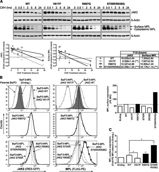 Figure 6. Effect of JAK2 mutations on protein stability and chaperone function for MPL cell-surface expression. (A) Ba/F3-MPL cells expressing either JAK2 WT, V617F, R867Q, or S755R/R938Q and maintained in WEHI-supplemented medium were treated with CHX (50 μg/mL) for 0, 0.5, 1, 2, 5, 8, and 24 hours. Levels of both total JAK2 and MPL proteins were examined by western blotting, and β-actin serves as loading control. Table shows means ± SEM of the half-lives (T1/2) of JAK2 WT and mutants and mature cell-surface MPL interpolated from y = 0.5 on the curves corresponding to half of the protein remaining in CHX-treated cells compared with CHX-untreated cells (n = 3). Significance compared with JAK2 WT T1/2 or cell-surface MPL T1/2 in presence of JAK2 WT was assessed using the 2-tailed Student t test. *P < .05; **P < .01; ***P < .001. (B) Ba/F3 cells expressing the FLAG-tagged MPL and transduced with the bicistronic retroviral pMIGR-IRES-GFP vector encoding either JAK2 WT, V617F, R867Q, S755R/R938Q, S755R, or R938Q were sorted for equal GFP levels and maintained in IL-3–supplemented medium. GFP expression allowed monitoring of JAK2 level in the various cell lines, and MPL cell-surface expression was assessed by flow cytometry using PE fluorescence labeling of the extracellular FLAG tag. Histogram shows the mean fluorescence intensities (MFIs) of PE-labeled cell-surface MPL. (C) Histogram shows means ± SEM of PE MFI in fold related to Ba/F3-MPL cells with no overexpression of JAK2 (Endog.) (n = 3). Significance compared with the Ba/F3–MPL–JAK2 WT condition was calculated using the 2-tailed Student t test. *P < .05.