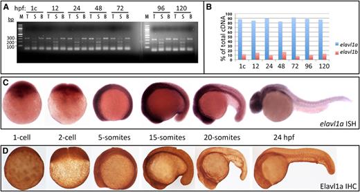 Figure 1. Elavl1a is the major isoform expressed during zebrafish embryogenesis. (A) A 322-bp fragment of cDNA derived from both elavl1a and elavl1b mRNA (total, T) was amplified from embryos harvested from the 1-cell (1c) stage to 120 hpf embryos, as indicated, and digested by Sca1 (S) or Bfa1 (B) restriction enzymes, which recognize polymorphisms specific to each gene. The elavl1a cDNA is cut into 120- and 200-bp fragments by Sca1, whereas elavl1b cDNA is cut into 100-bp and 220-bp fragments by Bfa1. (B) Quantification of elavl1a and elavl1b relative transcript abundance according to the data in panel A. (C) Representative embryos are shown at different embryonic stages as indicated, following in situ hybridization with the elavl1a antisense probe. No signal was detected using a control sense probe (not shown). (D) Representative embryos are shown following immunohistochemistry of Elavl1 protein at approximately the same stages. All are lateral views, other than 1- to 2-cell stages with anterior to the left. For both ISH and IHC, n > 20 embryos per sample. IHC, immunohistochemistry; ISH, in situ hybridization.