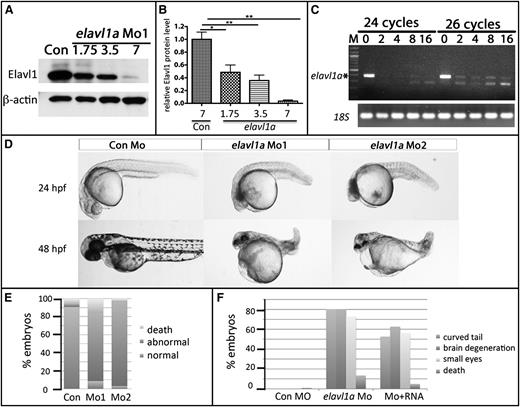 Figure 2. Knockdown of Elavl1a disrupts normal embryonic development. (A) Representative western blotting analysis of lysates derived from zebrafish embryos injected with 7 ng of control MO (Con) or those injected with increasing doses of elavl1a Mo1. Cell lysates were prepared at 24 hpf. (B) Quantification of elavl1a Mo1 knockdown efficiency based on western blotting data; results were averaged from 3 independent experiments. Error bars represent SD. *P < .05; **P < .001. (C) Semiquantitative RT-PCR demonstrates efficacy of elavl1a splicing MO (Mo2) knockdown. Amplifications were for 24 or 26 cycles. 18S RNA was measured as control. (D) Embryos that had been injected at the 1-cell stage with 4 ng of control MO are normal, whereas those injected with either Mo1 or Mo2 are defective and grossly similar at 24 hpf and 48 hpf. (E) Quantification of embryos showing characteristic developmental defects (as in panel D) caused by either of the 2 MOs. (F) Quantification of embryonic defects in embryos injected with control (Con) MO, elavl1a MO, or coinjected with elavl1a MO and murine Elavl1 mRNA. (B-F) The results are compiled from several independent experiments with n > 150.