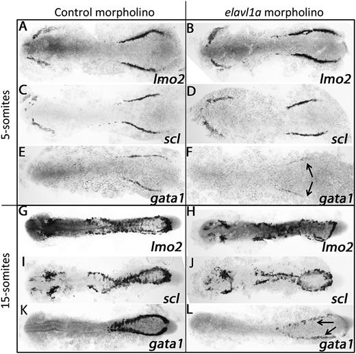 Figure 4. Elavl1 regulates gata1 transcript levels. Shown are representative embryos following in situ hybridization for hematopoietic markers at the 5-somite (A-F) or 15-somite (G-L) stages in embryos that had been injected with 4 ng of control MO (left panels) or elavl1a Mo1 (right panels). Transcripts were analyzed for lmo2, scl, and gata1 as indicated, and embryos were flat-mounted, shown dorsal with anterior to the left. For each sample, n > 20, and the loss of gata1 transcripts (indicated by the arrows) was reproducible in independent experiments.