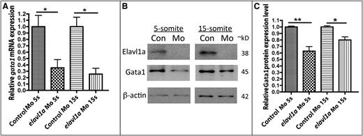 Figure 5. Gata1 transcript and protein levels are reduced in elavl1a morphants. (A) qPCR analysis was performed on embryos at the 5-somite (5s) or 15-somite (15s) stages (N = 3 experiments, *P < .05). (B) Representative western blotting experiment. (C) Quantification of Gata1 protein levels, normalized to β-actin, following western blotting, averaged from n = 6 experiments. *P < .05; **P < .01. Error bars represent SD.