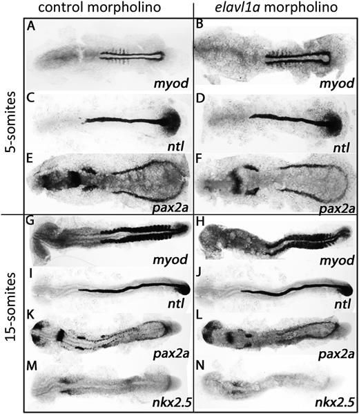 Figure 6. Mesoderm is not generally disturbed in elavl1a morphants. (A-N) Shown are representative embryos following in situ hybridization for myod, ntl, pax2a, and nkx2.5 at 5- or 15-somite stages in control or morphant embryos, as indicated. Embryos are flat mounted, viewed dorsally, anterior to the left. For each representative sample, n > 20.