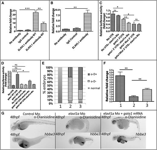 Figure 7. Elavl1 binds to the gata1 transcript and Elavl1a-binding sites in the 3′-UTR affect gene expression. (A) Association of Elavl1 protein and gata1 transcript demonstrated by RNA immunoprecipitation. Transcripts including the gata1 3′-UTR (WT) or with the putative Elavl1a-binding sites mutated along with Elavl1a expression vectors were transfected into HEK293 cells. IP experiments used no antibody, IgG control antibody, or Elavl1a-specific antibodies, as indicated, to precipitate RNA, and relative levels of the gata1 3′-UTR in the precipitate were quantified by qPCR. Fold-change is shown normalized to the no-antibody control group. **P < .01; ***P < .001. (B) Lysates from MEL cells were likewise immunoprecipitated with ELAVL1-specific antibody and murine Gata1 RNA quantified in the pull-down. **P < .01. (C) Reporter gene assay in zebrafish embryos. Luciferase reporters contained no UTR, zebrafish gata1 3′-UTR, or the mutated isoform 3′-UTR. Relative firefly luciferase activity was normalized by Renilla luciferase activity. All data are averaged from at least 3 experiments. *P < .05; **P < .01. Error bars represent SD. (D) Erythroid lineage-specific reporter assay in zebrafish embryos. Embryos were injected with transgenes regulated by the gata1 erythroid-specific promoter. Relative firefly luciferase activity was normalized by Renilla mRNA luciferase activity. All data are averaged from at least 3 experiments. *P < .05; **P < .01. Error bars represent SD. (E) Quantification of phenotypes for embryos in each study group, including: lane 1, control embryos; lane 2, morphant embryos; or lane 3, morphant embryos, that were also injected with 12.5 ng of gata1 mRNA, which can partially rescue the blood cell phenotype. Embryos were scored as relatively normal, strongly positive for o-Dianisidine–stained cells, even though the cells fail to circulate (o-D+) or were negative for o-Dianisidine (o-D−). χ2, P < .001. (F) Results from qPCR experiments measuring hbbe3 transcripts (in lane 1, control Mo-injected; lane 2,elavl1a Mo-injected; or lane 3, elavl1a Mo-injected embryos) that were coinjected with gata1 mRNA. Transcript levels in control and RNA-injected morphants are plotted relative to those from elavl1a morphants; **P < .01. (G) Shown are representative 48 hpf embryos stained for hemoglobin (o-Dianisidine, top panels) or processed by in situ hybridization for globin transcripts (hbbe3, bottom panels). For each representative sample, n > 20. MT, mutated; ns, not significant.