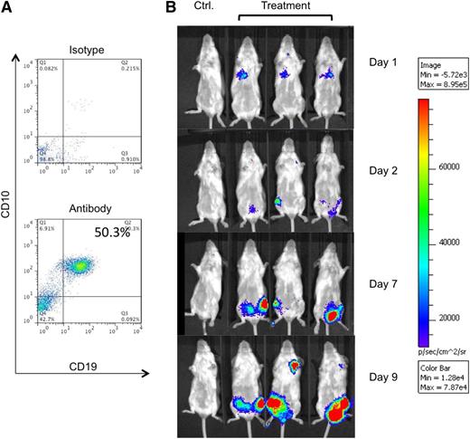 Figure 3. Systemically administered MV-infected BM-MSCs show early passive lung entrapment and subsequent relocalization to leukemic bone marrow. SCID mice with established Nalm 6 xenografts received intravenous injection with BM-MSCs infected with MV-luc. (A) Representative flow cytometry plots of murine bone marrow performed prior to administration of infected carrier cells, confirming the presence of CD19 (x-axis) and CD10 (y-axis) expressing leukemic populations. Gating was of live cells based on forward scatter and side scatter characteristics, with appropriate isotypes used as negative controls. (B) Representative bioluminescence images of SCID mice following systemic injection with MV-luc–infected BM-MSCs. Mice receiving PBS only were used as controls to account for background luminescence. For treatment group, N = 3.
