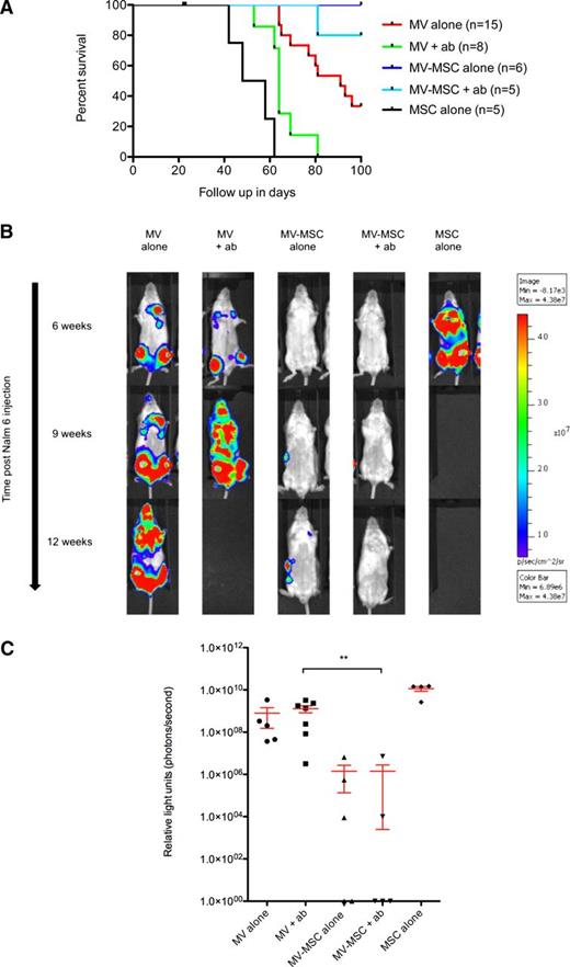 Figure 5. Therapeutic efficacy of cell carrier–delivered oncolytic measles virotherapy in a Nalm-6 disseminated model of precursor B-ALL. (A) Kaplan-Meier survival curves of mice bearing disseminated Nalm 6 xenografts treated intravenously with a total of either 1 × 106 pfu MV-NSe; 1 × 106 BM-MSCs loaded with MV-NSe at MOI of 1.0, or 1 × 106 uninfected BM-MSCs. Mice in the relevant groups also received 50 IU (100 μL) of anti-MV IgG antibody (or 100 μL PBS control) via the intraperitoneal route 3 hours before each MV injection. Data represent results from 3 independent experiments. N = 2 to 5 per group. (B) Representative bioluminescence images of SCID mice treated with naked MV, MV-infected BM-MSCs, or BM-MSCs alone in the presence or absence of anti-measles antibody–containing serum. The images demonstrate disease burden after ALL cell injection at 6, 9, and 12 weeks. Where no image is shown, this indicates that no mice remained in the relevant treatment group. (C) Scatter dot plot showing individual values for luminescent activity (photons per second) performed on each surviving animal in each treatment group at week 6. Values are represented minus background luminescent activity. Data are shown as mean ± SEM. To ensure that data for all surviving animals could be plotted, zero or negative values were arbitrarily assigned a value of 1.0. **P = .0051.