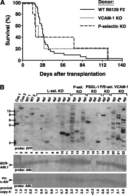 Figure 2. Recipient P-selectin and VCAM-1 are not required for engraftment of BCR-ABL1–expressing leukemic stem cells. (A) Kaplan-Meier survival curve for WT (B6129 F2, solid line, n = 33), VCAM-1 KO (Vcam1flox/flox/TIE2Cre) mutant (dotted line, n = 5), or P-selectin KO (Selp−/−) mutant (dashed line, n = 5) recipients of BCR-ABL1–transduced B6129 F2 BM. Here and in subsequent figures, the curve for the WT donor/recipient combination represents cumulative results from all transplants in this study. All mice that died prior to day 56 developed CML-like MPN. The difference in overall survival between the 3 cohorts was not significant (P = .81 for WT vs VCAM-1 KO and P = .96 for WT vs P-selectin KO; Mantel-Cox tests). (B) Increased clonality of CML-like disease in Vcam1 and Selp mutant recipients. Genomic DNA from spleen (spl) or PB of leukemic mice was analyzed by (upper) Southern blot with a GFP probe to detect distinct proviral integration events and (lower) subsequently with an ABL1 probe to allow determination of the total proviral content of each sample,32 shown at the bottom. Con 1 and Con 2 are control DNAs from cell lines that each contain a single BCR-ABL1 provirus, whereas WT 1 and WT 2 are spleen DNA samples of WT recipients with BCR-ABL1–induced CML-like disease. Lanes 12 to 14 show the clonality of disease in P-selectin mutant recipients, whereas lanes 20 to 22 are representative leukemia samples from VCAM-1 mutant recipients.