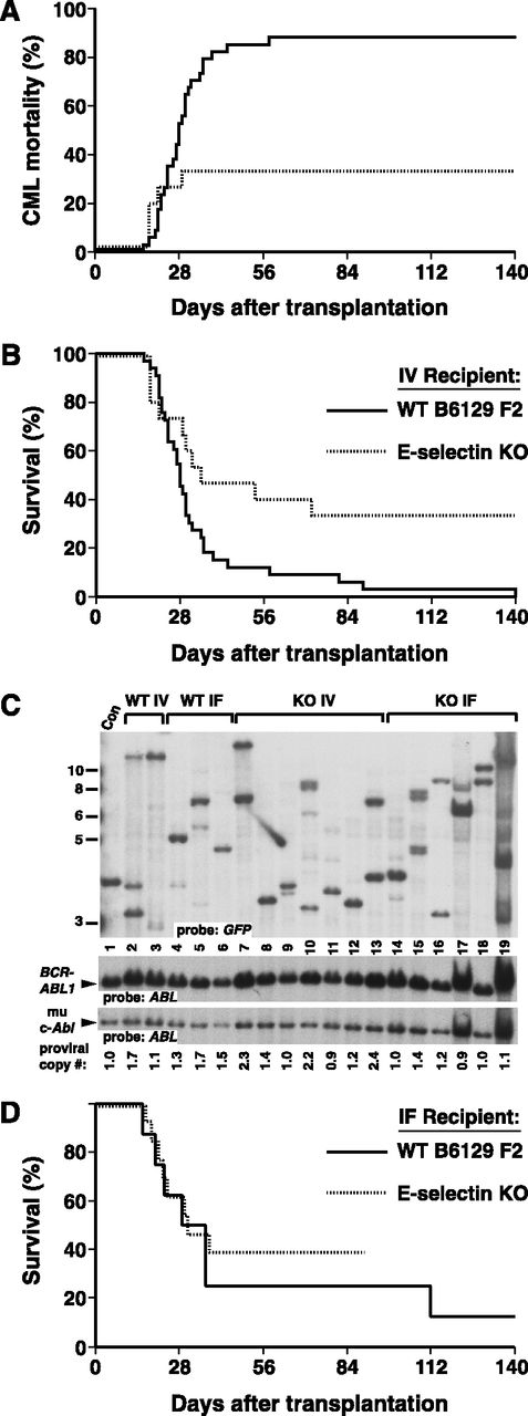 Figure 3. Recipient E-selectin is required for efficient engraftment of BCR-ABL1+ stem cells. (A-B) Kaplan-Meier curves for (A) mortality due to CML-like leukemia and (B) overall survival of B6129 F2 control (solid line, n = 33) or E-selectin KO (dotted line, n = 15) recipients of BCR-ABL1–transduced BM from WT B6129F2 donors, administered via an i.v. route. The difference in overall survival between the 2 cohorts was significant (P = .021, Mantel-Cox test). (C) Engraftment of E-selectin mutant recipients, assessed by Southern blotting of leukemic cell DNA as in Figure 2B. Note that E-selectin KO i.v. leukemia samples in lanes 7, 10, and 13 had proviral copy number ≥2, indicating engraftment by leukemia-initiating cells with multiple proviral integrations per cell. (D) Intrafemoral transplantation increases engraftment of E-selectin mutant recipients. Kaplan-Meier survival curve for B6129 F2 control (solid line, n = 8) or E-selectin KO (dotted line, n = 13) recipients of BCR-ABL1–transduced BM from WT B6129 F2 donors, administered by direct i.f. injection. All mice that succumbed within 2 months of transplantation developed CML-like leukemia. There was no significant difference in overall survival between the 2 groups (P = .62, Mantel-Cox test).