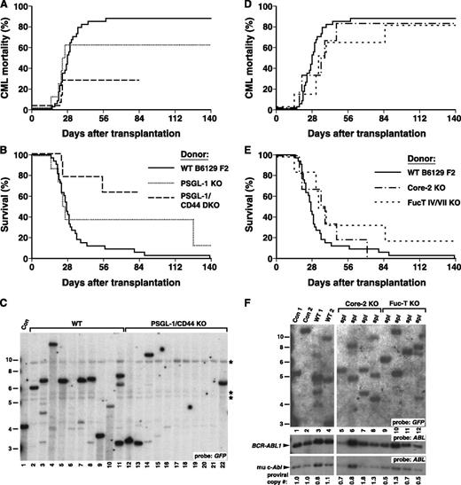 Figure 4. Selectin ligands on BCR-ABL1–expressing leukemic stem cells contribute to engraftment. (A-B) Kaplan-Meier curves for (A) mortality due to CML-like leukemia and (B) overall survival of B6129 F2 WT recipients of BCR-ABL1–transduced BM from B6129 F2 WT control (solid line, n = 33), PSGL-1 KO (Selplg−/−; dotted line, n = 8), and PSGL-1/CD44 double KO (Selplg−/−Cd44−/−; dashed line, n = 14) donors. Only 5 of 8 recipients of PSGL-1–deficient BM developed CML-like leukemia. Two mice succumbed at 127 days after transplant to BCR-ABL1–induced T-cell acute lymphoblastic leukemia, whereas another died of delayed graft failure (see text). The overall survival of PSGL-1 KO recipients was not significantly different from recipients of BCR-ABL1–transduced WT BM. (C) Deficiency of PSGL-1 and CD44 in donor BM leads to decreased engraftment of BCR-ABL1–induced CML-like leukemia. Southern blot of genomic DNA from BM of recipients of BCR-ABL1-transduced WT (lanes 2-11) and PSGL-1/CD44 double KO (lanes 12-22) donor BM, hybridized with a GFP probe. Recipients in lanes 6 and 15 to 21 did not develop clinical disease, whereas the recipient in lane 22 succumbed to histiocytic sarcoma. *Background bands. (D-E) Kaplan-Meier curves for (D) mortality due to CML-like leukemia and (E) overall survival for WT recipients of WT (solid line, n = 33), Core2GlcNAcT-I KO (Gcnt1−/−; dashed line, n = 6), and FucT-IV/FucT-VII double KO (Fut4−/−/Fut7−/−; dotted line, n = 6) BCR-ABL1–transduced BM. The difference in survival between recipients of WT and FucT-IV/FucT-VII double KO BM was of borderline significance (P = .13, Mantel-Cox test), whereas that of Core2GlcNAcT-I KO recipients was not. One recipient in the FucT-IV/FucT-VII double KO cohort had circulating BCR-ABL1–expressing myeloid cells early after transplant, but these leukocytes disappeared, and the animal ultimately engrafted with BCR-ABL1– cells (data not shown). (F) Donor Core-2 and Fuc-T IV/VII deficiency leads to a reduction of clonality of CML-like leukemia. Genomic DNA from the indicated tissues was analyzed by Southern blot as in Figure 2B. Lanes 5 to 8 and 9 to 12, respectively, contain the samples of WT recipients of BCR-ABL1–transduced Core-2 KO or Fuc-T IV/VII double KO BM. Note the reduction of clonality in lanes 5 to 12 to 1 or 2 clones. Proviral copy number is indicated below.