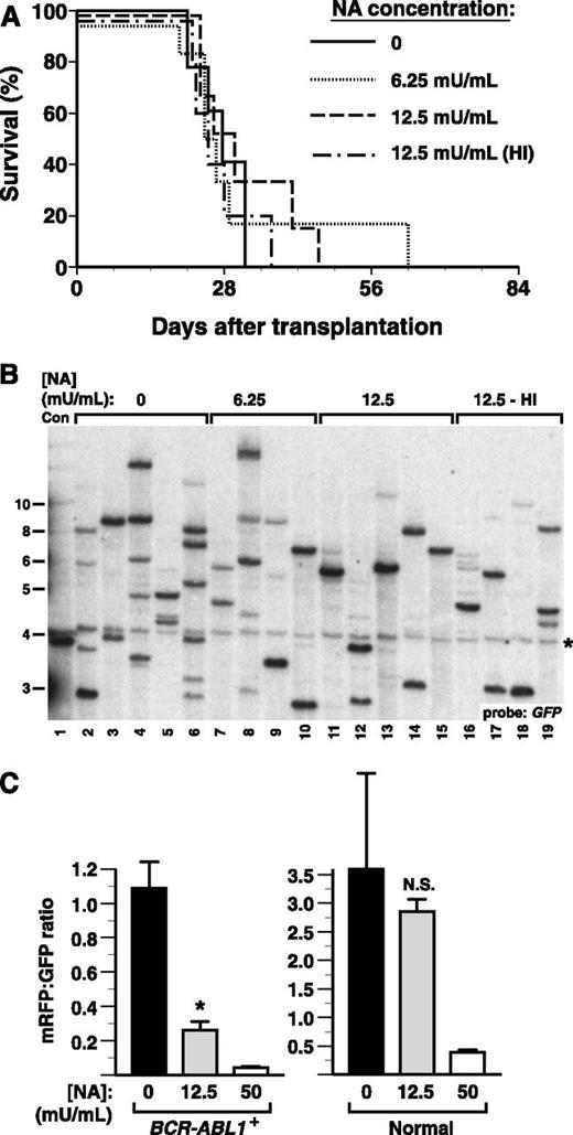 Figure 5. Neuraminidase treatment of donor BM leads to impaired engraftment of BCR-ABL1+ leukemia-initiating cells. (A) Kaplan-Meier curve for survival of Balb/c recipients of BCR-ABL1–transduced BM incubated without NA (0 NA, solid line, n = 5), treated with NA at 6.25 (dotted line, n = 6) or 12.5 (dashed line, n = 6) mU/mL, or with heat-inactivated (HI) NA (dotted-dashed line, n = 5) prior to transplantation into WT recipients. All recipients died of CML-like leukemia. (B) NA treatment leads to decreased engraftment of BCR-ABL1–induced CML-like leukemia. Southern blot of genomic DNA from BM of recipients of BCR-ABL1–transduced BM incubated without NA (lanes 2-6), with 6.25 mU/mL NA (lanes 7-10), with 12.5 mU/mL NA (lanes 11-16), or with heat-inactivated NA (lanes 16-19). *Background band. (C) NA treatment selectively reduces leukemic stem cell engraftment. (Left) Ratio of mRFP+ to GFP+ BM myeloid (Mac-1+) cells from recipients of NA-treated BM transduced with BCR-ABL1 retrovirus, assessed at the time of morbidity or death. (Right) mRFP+ to GFP+ ratio of BM myeloid cells from recipients of BM transduced with parental retrovirus, assessed at 65 days after transplantation. The reduction in the mRFP+:GFP+ ratio at 12.5 mU/mL NA was significant for recipients of BCR-ABL1–expressing cells (P = .0063, Student t test) but not for normal HSCs.