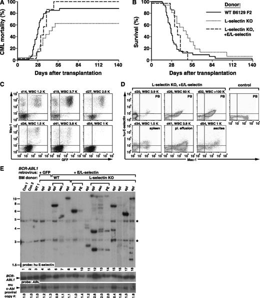 Figure 6. L-selectin contributes to engraftment of BCR-ABL1+ leukemic stem cells. (A) Kaplan-Meier–style curves for (A) mortality due to CML-like leukemia and (B) overall survival of WT B6129 F2 recipients of BCR-ABL1–transduced BM from WT (solid line, n = 33) and L-selectin KO (Sele−/−; dotted line, n = 16) donors transduced with BCR-ABL1 retrovirus and of L-selectin KO BM transduced with retrovirus coexpressing BCR-ABL1 and chimeric E/L-selectin (dashed line, n = 7). The difference in survival between recipients of WT and L-selectin KO BM was significant (P = .05, Mantel-Cox test), whereas there was no significant difference between WT and L-selectin KO + E/L-selectin (P = .45). Interestingly, the majority of mice in the E/L-selectin rescue cohort had evidence of malignant ascites and/or pleural effusions in addition to organomegaly, which might reflect an increased tendency of leukocytes expressing the stabilized selectin to traffic to serosal surfaces.50 (C) Serial flow cytometric analysis of a representative B6129 F2 WT recipient of BCR-ABL1–transduced L-selectin KO BM on days 14, 19, 27, 34, 41, and 54 after transplantation, with the PB leukocyte count indicated. (D) Flow cytometric analysis of a representative B6129 F2 WT recipient of L-selectin KO BM transduced with retrovirus coexpressing BCR-ABL1 and human E/L-selectin chimera, where human E-selectin expression is detected with monoclonal antibody CL-37 (y-axis). (Upper) Serial analysis of PB, showing rapid accumulation of circulating myeloid cells expressing human E-selectin. PB from an untransplanted WT mouse is shown in the last panel. (Lower) Analysis of leukocytes from spleen, pleural effusion, and ascites at necropsy. (E) Restoration of polyclonal engraftment by coexpression of E/L-selectin. Genomic DNA from the indicated tissues (asc, ascites; PE, pleural effusion) was analyzed by Southern blot using a probe from the human E-selectin gene. Brackets indicate different tissues from the same mouse. The BM donor was WT in lanes 4 to 8 and L-selectin KO in lanes 9 to 18. The BCR-ABL1 retrovirus used for transduction coexpressed GFP in lanes 3 to 5 and human E/L-selectin in lanes 6 to 18. Note the increased clonality in most recipients in lanes 9 to 18. Proviral copy number is indicated below. *Bands from the endogenous murine E-selectin gene.