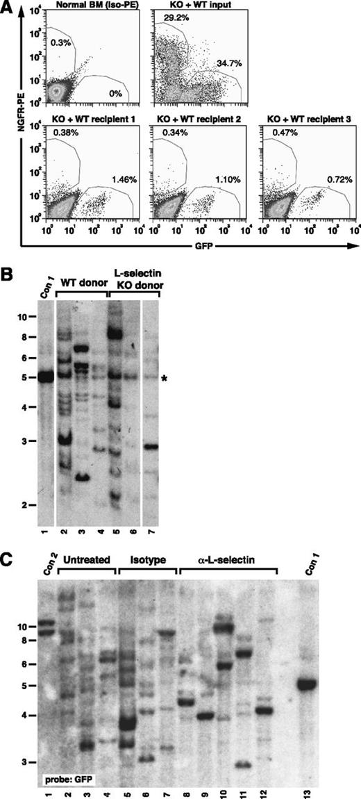 Figure 7. L-selectin blockade decreases engraftment of BCR-ABL1+ leukemia-initiating cells. (A) L-selectin–deficient leukemic progenitors have a defect in BM homing. Irradiated recipient mice (n = 3) were injected with a mixture of BM cells from mice with BCR-ABL1–induced CML-like disease induced from WT donor cells (expressing GFP) and Sell−/− donor cells (expressing NGFR) and euthanized 2 hours later. (Upper left) Flow cytometric analysis of c-Kit+Lin– normal BM stained with isotype-PE antibody. (Upper right) Input mixture of leukemic WT and Sell−/− progenitors. (Lower) Corresponding c-Kit+Lin– populations isolated from BM of the 3 recipients, stained with PE-conjugated antibody against human NGFR. The percentage of GFP+ and NGFR+ cells is shown adjacent to the respective regions. (B) No defect in engraftment of Sell−/− HSC transduced with empty GFP virus. BM from WT and Sell−/− donors was transduced with empty retrovirus expressing GFP alone and equivalent numbers of cells transplanted into lethally irradiated WT recipients. Ten weeks after transplant, recipient BM was harvested, and the number of engrafting proviral clones determined by Southern blotting of BglII-digested DNA with a GFP probe. Lanes 2 to 4 are recipients of WT BM, whereas lanes 5 to 7 are recipients of Sell−/− BM. The probe also faintly detects a common sequence (*) in mouse genomic DNA. (C) Anti–L-selectin antibody treatment impairs engraftment of BCR-ABL1–transduced progenitors. Southern blot analysis with a GFP probe of genomic DNA of leukemic BM from recipients of BCR-ABL1–transduced WT BM that was untreated (lanes 2-4), isotype control antibody–treated (lanes 5-7), and anti–L-selectin antibody–treated (lanes 8-12). Con1 and Con2 are control DNAs containing 1 and 2 proviral clones, respectively.