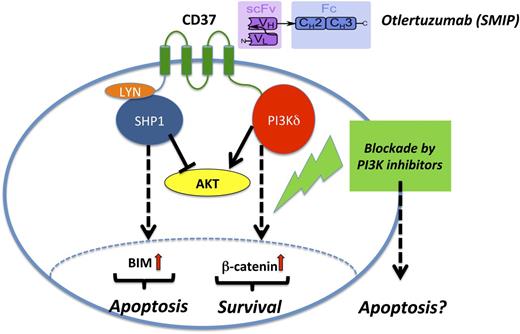Mode of action of otlertuzumab (TRU-016) in CLL. Otlertuzumab represents a SMIP with an antibody-derived scFv specific for CD37 linked to an immunoglobulin constant domain (Fc). After ligation of CD37 by otlertuzumab, proapoptotic SHP1 molecules are recruited that finally result in B-cell lymphoma 2 interacting mediator of cell death upregulation and cell death. In contrast, CD37 ligation also results in prosurvival signals via the PI3K pathway via activation of β-catenin. Therefore, PI3K blockade by specific inhibitor, for example, idelalisib, might foster proapoptotic effects in the CLL cell.