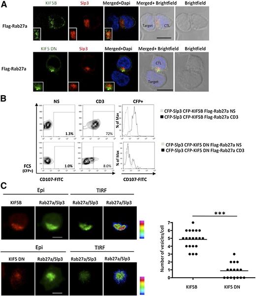 Figure 6. Kinesin-1 regulates the terminal transport of the Rab27a/Slp3 granules at the IS. (A) Confocal microscopy of CTLs transfected with GFP-KIF5B, DsRed-Slp3, and Flag Rab27a and conjugated with L1210 target cells (top panel, insets represent an enlarged image). Confocal microscopy of CTLs transfected with GFP-KIF5 DN, DsRed-Slp3, and Flag Rab27a and conjugated with L1210 target cells (bottom panel, insets represent an enlarged image). All images of conjugates were representative of > 90 cells observed over at least 3 independent experiments. (B) CTLs were transfected with CFP-Slp3, CFP-KIF5B, and Flag-Rab27a or CFP-Slp3, CFP-KIF5 DN, and Flag-Rab27a. Transfected cells were incubated for 3 hours alone or with a coated anti-CD3 antibody in the presence of CD107a and CD107b antibodies. The cells were then stained with anti-CD3–PE and anti-CD8–APC. Lymphocytes were gated on CD3+CD8+. Profile shows CFP versus CD107-FITC gating on CD3+CD8+ CTLs. For each condition, we perform a histogram overlay analysis of Lamp secretion by CFP+ cells. Each condition is representative of 2 independent experiments performed in duplicate. (C) Representative TIRF images of mCherry-KIF5B/GFP-Rab27a/GFP-Slp3 and mCherry-KIF5DN/GFP-Rab27a/GFP-Slp3 transfectant CTLs. The “pseudocolor” scales were used to indicate the intensity staining in TIRF. A vesicle was defined by a minimum of a square of 3 pixels per 3 pixels (1 pixel = 0.16 μm) of strong intensity signal (orange to purple). Scale bars represent 5 μm. The number of vesicles per cell acquired in TIRF mode is shown on the graph. Each dot represents an individual cell; and the line, the median value. For the mCherry-KIF5B/GFP-Rab27a/GFP-Slp3 condition, 20 cells have been analyzed from cumulating 3 independent experiments. For the mCherry-KIF5DN/GFP-Rab27a/GFP-Slp3 setting, 16 cells have been analyzed from cumulating 3 independent experiments. Statistical analysis was performed using a Mann-Whitney test. ***P < .0001.