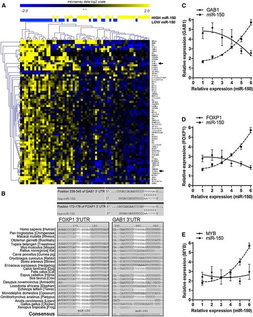 Figure 2. Identification of miR-150 targets by gene expression analysis. (A) Microarray data for protein-coding gene expression (Affymetrix HG-U133+2 GeneChips) were compared in CLL samples stratified based on low (n = 32) vs high (n = 32) levels of miR-150. The samples from the lowest and highest tercile were compared (SAM in MeV, fold change >1.5, false discovery rate <0.1). This analysis identified differential expression of 58 genes (72 probes) between CLL cells expressing low vs high levels of miR-150. GAB1 and FOXP1 are marked with a black arrow. (B) The evolutionary conserved binding sides for miR-150 in GAB1 and FOXP1 3′UTR (TargetScan). (C-E) The association between miR-150 levels and the expression of mRNAs for GAB1 (C), FOXP1 (D), or c-MYB (E) in a validation cohort of 60 CLL samples. Each point represents the average value for gene expression from 10 CLL samples. The standard deviation about the mean is indicated by error bars.