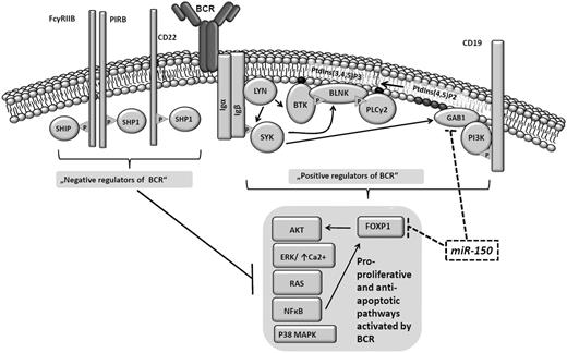 Figure 7. MicroRNA miR-150 modulates the expression of GAB1 and FOXP1 that are involved in BCR-signaling pathway in CLL B cells.