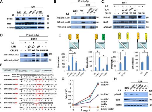 Figure 2. Noncysteine mutations in IL7R and CRLF2 cause constitutive activation of the JAK-STAT pathway and increase receptor dimerization. (A) Constitutive phosphorylation of Stat5 in BaF3 cells expressing IL7R mutants after 5 hours of cytokine deprivation. One mutant with insertion of cysteine (IL7RinsPPCL) was used as a positive control. IL-3+ indicates cells harvested after 5 hours of IL-3 deprivation followed by 20 minutes of IL-3 stimulation. (B) Identification of constitutive phosphorylation of Jak1, Jak2, and Stat3 in BaF3 cells expressing IL7R mutants after 5 hours of cytokine deprivation. IL-3+ indicates cells harvested after 5 hours of IL-3 deprivation followed by 20 minutes of IL-3 stimulation. Cells were subjected to lysis and immunoprecipitation with anti p-Tyr antibody (sc-508; Santa Cruz Biotechnology). The presence of Jak1, Jak2, and Stat3 was visualized by western blotting with anti-Jak1/Jak2/Stat3 antibodies. (C) Constitutive phosphorylation of Stat5 in BaF3 cells expressing CRLF2 mutant after 5 hours of cytokine deprivation. IL-3+ indicates cells harvested after 5 hours of IL-3 deprivation followed by 20 minutes of IL-3 stimulation. (D) Identification of constitutive phosphorylation of Jak2 and Stat5 in BaF3 cells expressing CRLF2 mutants after 5 hours of cytokine deprivation. IL-3+ indicates cells harvested after 5 hours of IL-3 deprivation followed by 20 minutes of IL-3 stimulation. Cells were subjected to lysis and immunoprecipitation with anti p-Tyr antibody (sc-508; Santa Cruz Biotechnology). The presence of Jak2 and Stat5 was visualized by western blotting with anti-Jak2 or Stat5 antibodies. (E) Relative dimerization level of IL7R and CRLF2 from HEK293 cells transiently transfected with the WT or mutant receptor. Dimerization was calculated by dividing luminescence by the mean fluorescence intensity of each treatment, normalizing the luminescence signal for experimental variability resulting from transfection efficiency. * P < .01, 1-way ANOVA, and Student t test. (F) Alignment of WT, natural mutant (EKV), and 6 experimental mutants (numbered 1 to 6) in the TMD of IL7R. Numbers show the positions of nucleotides and corresponding amino acids. The inserted nucleotides and amino acids are shown in red. The deleted AL amino acids are shown in green. (G) Cytokine withdrawal assay of BaF3 cells transduced with IL7R experimental mutants. (H) Constitutive phosphorylation of Stat5 in BaF3 cells expressing IL7R experimental mutants after 5 hours of cytokine deprivation. IL-3+ indicates cells harvested after 5 hours of IL-3 deprivation followed by 20 minutes of IL-3 stimulation. Del, deletion; Ins, insertion.