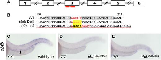 Figure 1. ZFN-mediated targeted mutagenesis of cbfb. (A) A schematic of genomic organization of cbfb with numbered boxes depicting exons, with connecting lines depicting introns and red bars marking the location of the ZFN pair used to generate knockout mutants. (B) Alignment of nucleotide sequences from nt198-231 of the cbfb open reading frame to show the ZFN target site (gray highlight in WT), spacer sequence (red letters), and exact sequences of the mutant alleles, del4 and ins4, which are characterized in this study. Yellow highlighted area marks the deleted or inserted nucleotides. (C) At 36 hpf, expression of cbfb in WT sibling was detectable in the ventral DA, where HSCs originate (black arrowhead). cbfb expression in the ventral DA was abrogated in both cbfbdel4/del4 (D) and cbfbins4/ins4 mutants (E).