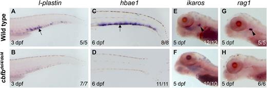 Figure 2. Definitive blood lineages are absent in cbfbdel4/del4 embryos. Expression of markers for definitive hematopoietic lineages in WT control siblings (A,C,E,G) and cbfbdel4/del4 embryos (B,D,F,H) by WISH. At 3 dpf, the myeloid marker l-plastin was expressed in the CHT of WT embryos (A, black arrow), but not in cbfbdel4/del4 embryos (B). hbae1 expression in the erythroid progenitors within the CHT (C, black arrow) was completely abrogated in cbfbdel4/del4 embryos (D) at 6 dpf. Expression of the T-lymphocyte markers ikaros and rag1 within the thymus (E,G black arrowheads) was also abrogated in cbfbdel4/del4 embryos (F,H) at 5 dpf.