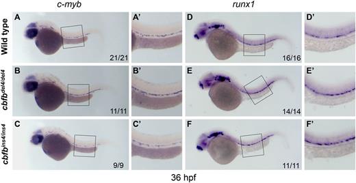 Figure 3. HSCs emerge from hemogenic endothelium in cbfb−/− embryos. Expression of the HSC markers c-myb and runx1 in cbfb−/− and WT embryos at 36 hpf by WISH. Compared with WT siblings (A-A′), the HSC marker c-myb was normally expressed in the hemogenic endothelium of the ventral DA of cbfbdel4/del4 (B-B′) and cbfbins4/ins4 (C-C′) embryos at 36 hpf. Similarly, the expression of runx1, another HSC marker, was also unaffected in cbfbdel4/del4 (E-E′) and cbfbins4/ins4 (F-F′) embryos, as compared with WT embryos (D-D′). Panels A′-F′ depict the boxed regions in panels A-F.