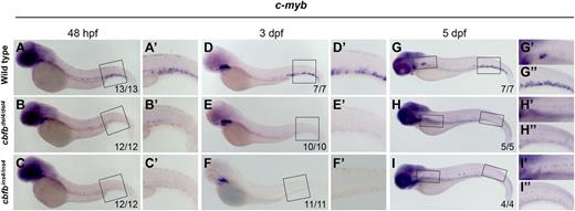 Figure 4. HSCs do not translocate from the AGM to the CHT and kidney in cbfb−/− embryos. Expression of the HSC marker c-myb in the CHT and kidney between 48 hpf and 5 dpf by WISH. At 48 hpf, c-myb+ HSCs had started to populate the CHT in WT embryos (A-A′), whereas they did not in cbfbdel4/del4 (B-B′) or cbfbins4/ins4 (C-C′) embryos. At 3 dpf, c-myb+ hematopoietic cells could readily be detected in the CHT in WT embryos (D-D′), whereas no c-myb expression was detectable in the CHT in cbfbdel4/del4 (E-E′) or cbfbins4/ins4 (F-F′) embryos. At 5 dpf, c-myb expression in the CHT and kidney was detectable in WT (G-G′′), but not in cbfbdel4/del4 (H-H′′) or cbfbins4/ins4 (I-I′′), embryos. Panels A′-F′ depict the boxed regions in panels A-F. Panels G′, H′, and I′ depict the regions in the left boxes in panels G-I. Panels G′′- I′′ depict the regions in the right boxes in panels G-I.