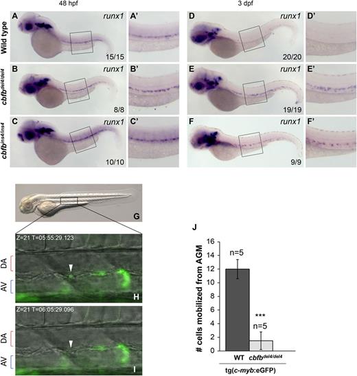 Figure 5. HSCs are not released from the AGM in cbfb−/− embryos. (A-F′) Expression of the HSC marker runx1 in embryos at 48 hpf and 3 dpf, detected by WISH. At 48 hpf, the expression of runx1 was maintained in the AGM of cbfbdel4/del4 (B-B′) and cbfbins4/ins4 (C-C ′) embryos than in the WT embryos (A-A′). runx1 expression in hematopoietic regions, including both the AGM and the CHT regions, was downregulated in WT embryos at 3 dpf (D-D′). In cbfbdel4/del4 and cbfbins4/ins4 embryos, however, runx1 remained strongly expressed in the AGM (E-F′). Panels A′-F′ depict boxed regions in panels A-F. (G-J) Time-lapse imaging analysis of WT tg(c-myb:eGFP) and cbfbdel4/del4/tg(c-myb:eGFP) embryos between 48 and 63 hpf (5-minute intervals for 15 hours) to record the numbers of eGFP+ HSCs released from the AGM. Panel G is a lateral view of a 2-dpf embryo, with the boxed area indicating the region that was imaged by time lapse. Panels H and I show merged video captures of fluorescence and bright-field images (Z = 21) of the same region at different time points, displaying the egression of an eGFP+ cell (white arrowhead) in a WT tg(c-myb:eGFP) embryo (present in H but disappeared in I). AV, axial vein. (J) Bar graphs depicting average numbers of eGFP+ HSCs leaving the AGM in 5 embryos of each genotype. On average, 12 eGFP+ cells per embryo left the AGM and entered the circulation through the axial vein in WT tg(c-myb:eGFP) embryos during the recording period. In cbfbdel4/del4/tg(c-myb:eGFP) embryos, an average of 1 cell per embryo was released into circulation during the same recording period. ***P < .001 vs WT.