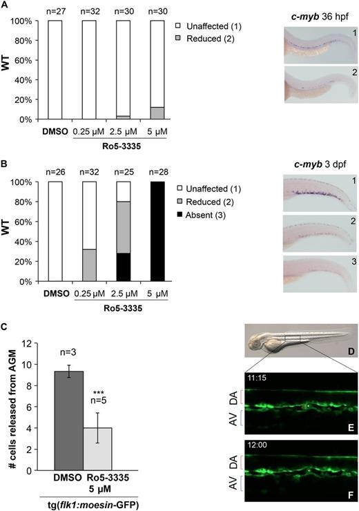 Figure 6. Treatments with Ro5-3335 phenocopy cbfb−/− hematopoietic defects. Bar graphs showing the effect of Ro5-3335 treatment on c-myb expression in WT embryos from 24 hpf to 36 hpf (A) and from 24 hpf to 3 dpf (B). Percentages of embryos with unaffected (white bars), reduced (gray bars), and absence of (black bars) c-myb expression are depicted on the y-axis. Right panels show representative images of different categories of c-myb expression (1, unaffected; 2, reduced; 3, absent). (C-F) Confocal time-lapse imaging of the AGM region of tg(flk1:moesin1-eGFP) embryos between 48 and 58 hpf (5-minute intervals for 10 hours), which were treated with DMSO (0.1%) or Ro5-3335 (5 μM) from 24 hpf. Panel C shows bar graphs representing average numbers of eGFP+ HSCs leaving the AGM in DMSO-treated (n = 3) and Ro5-3335–treated (n = 5) embryos. ***P < .001 vs DMSO. Panel D shows a lateral view of a 2-dpf embryo, and the box indicates the region that was imaged by time lapse. Panels E and F show 2 representative video frames of fluorescence images (Z = 6-8) of the same AGM region of a DMSO-treated tg(flk1:moesin1-eGFP) embryo at 2 time points (45 minutes apart). The red and the white dots in panel E mark 2 eGFP+ cells within the AGM. The eGFP+ cell marked in red in panel E is no longer present in panel F, indicating that it had been released into the axial vein. AV, axial vein.