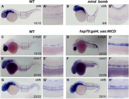 Figure 7. cbfb acts downstream of the Notch pathway. cbfb expression in the hematopoietic progenitors in the ventral DA was detectable in control siblings (A-A′), but not in the mind bomb mutant (B-B′), at 36 hpf. The expression of c-myb and runx1 was expanded in the DA and the axial vein of heat-shocked hsp70:gal4;uas:NICD embryos at 36 hpf (C-F′). Similarly, cbfb expression was expanded in the heat-shocked hsp70:gal4;uas:NICD embryos when compared with WT embryos (G-H′) at 36 hpf. Panels A′-H′ depict the boxed regions in panels A-H.