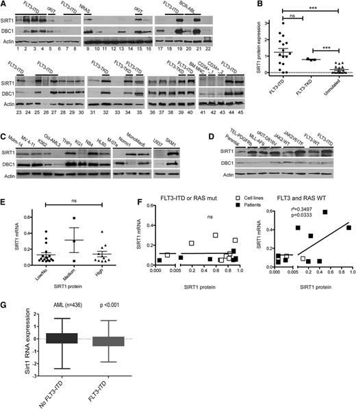 Figure 1. SIRT1 protein levels are highly expressed in AML samples harboring activated signaling pathways. (A) Protein expression levels of SIRT1, DBC1, and Actin in cell lysates of primary AML or CML samples, normal BM cells (lane 41), and CD34pos cells (lanes 42 and 43). (B) SIRT1 protein expression was quantified by densitometric analysis and normalized to Actin expression. Shown are normalized SIRT1 expression levels of FLT3-ITD (n = 16), FLT3-TKD (n = 3), and FLT3-WT (n = 18) AML samples. ***P < .001; ns, not significant; unpaired Student t test. (C-D) Protein expression levels of SIRT1, DBC1, and Actin in human leukemic cell lines (C) and in BA/F3 cells (D) transduced with different oncogenes, as indicated. (E) SIRT1 mRNA expression was determined by real-time quantitative polymerase chain reaction (RQ-PCR) analysis and normalized to glyceraldehyde-3-phosphate dehydrogenase (GAPDH) expression. SIRT1 protein expression was quantified by densitometric analyses and normalized to Actin expression. Shown are mRNA levels relative to SIRT1 protein expression. (F) Shown is the correlation of SIRT1 mRNA and SIRT1 protein expression in FLT3-ITD and RAS-mutated cells (left; ns, not significant) and FLT3-WT and RAS-WT cells (right; P = .033). Black boxes indicate primary patient samples, white boxes indicate cell lines. (G) Log2 transformed mean centered SIRT1 gene expression values (IMAGE clone IMAGE:796114) are plotted for FLT3-ITD (n = 108) vs no ITD AML cases (n = 307).