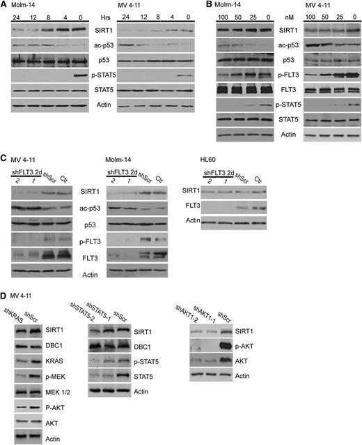Figure 2. SIRT1 protein expression is regulated by FLT3-ITD tyrosine kinase activity. (A-B) Molm-14 and MV4-11 cells were treated with 100 nM PKC412 for different periods (A) and different concentrations for 24 hours (B), as indicated. SIRT1 expression, p53 acetylation, and tyrosine phosphorylation of FLT3 and STAT5 were analyzed by immunoblotting. (C) Molm-14, MV4-11, and HL-60 cells were transduced with lentiviral vectors expressing nonsilencing scrambled shRNA or with 2 different FLT3 shRNA clones. Forty-eight hours after transduction, SIRT1 expression, p53 acetylation, FLT3 tyrosine phosphorylation, and expression were analyzed. (D) MV4-11 cells were transduced with lentiviral vectors expressing a doxycycline-inducible nonsilencing miR-shRNA (shScr) or a miR-shRNA targeting KRAS (sh_KRAS; left), STAT5 (sh_STAT5-1 and sh_STAT5-2; middle), or lentiviral vectors expressing 2 different AKT1 shRNA clones (right). Immunoblot analysis was performed 72 hours after doxycycline treatment or straight knockdown, respectively.