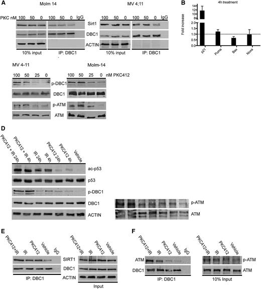 Figure 7. Mutated FLT3 regulates the activity of SIRT1 via the ATM-DBC1 axis. (A) MV4-11 and Molm-14 cells were treated with PKC412 for 4 hours, as indicated, and coimmunoprecipitation was performed using an anti-DBC1 antibody. (B) Quantitative RQ-PCR analysis of p21, BAX, Puma, and Noxa expression on treatment of MV4-11 cells with PKC412 for 4 hours. Expression of target genes was normalized to GAPDH. Shown is the fold increase compared with untreated control of 3 independent experiments. (C-D) Western blots of MV4-11 and Molm-14 cells treated with PKC412 for 24 hours, as indicated (C), or with 100 nM PKC412, irradiation (2 Gy; IR), or in combination (D) probed with the indicated antibodies. (E-F) Coimmunoprecipitation using an anti-DBC1-antibody was performed in MV4-11 cells treated with 100 nM PKC412, irradiation (2 Gy; IR), or in combination for 4 hours. Immunoblots were probed as indicated.