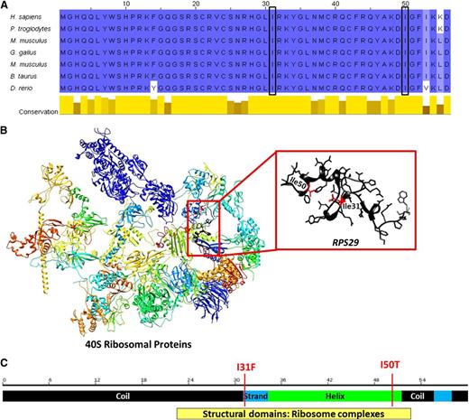 Figure 2. Diagram of RPS29 conserved domains and genomic structure. (A) Comparison of amino acid conservation of RPS29 homologs; a higher percent identity at a given position is indicated by a deeper blue color, and the 2 sites of mutation are indicated by the boxes. (B) The three-dimensional model of human 40S RPs35 and RPS29 (UniProt P62273, RS29_HUMAN) was constructed using the UCSF Chimera package.34 Secondary structural domains are shown as ribbons (α-helix; arrow is β-sheet, and tubes are loop regions), and the amino acid side chains of the RPS29 protein are illustrated. The sites of the amino acid substitutions are shown and highlighted in red. (C) Schematic of RPS29 secondary structure (black regions are coils, the green region is a helix, and blue regions are strands) with the sites of the amino acid substitutions shown.