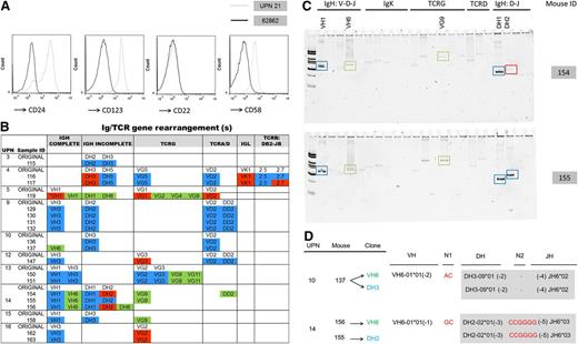 Figure 4. Characterization of adult ALL xenografts. (A) Comparison of flow cytometric analysis of original ALL from UPN 21 (gray dashed) and resulting leukemia xenograft from BM of mouse 62862 (black) showing down-regulation of CD24, CD123, and CD58 expression. CD19+/CD34+ gates are presented. (B) Schematic of clonal Ig/TCR rearrangements in the original sample (non-color highlighted text) compared with the xenografted leukemia. Ig/TCR rearrangements that are preserved (blue), lost (red), or newly emergent (green) in leukemia xenografts are color highlighted. *Newly emergent VH1 clone accompanied loss of the original VH1 rearrangement in this xenograft. (C) Heteroduplex gel images of PCR-amplified Ig/TCR rearrangements in BM from 2 leukemic mice (154 and 155), both transplanted with cells from UPN 14 showing differences in clonal composition between engrafted leukemias. Preservation (blue box) and loss (red box) of original rearrangements and newly emergent clones (green box) are indicated. (D) Newly emergent VH6 clones (highlighted green) in xenografts share identical DH-N-JH stems (gray box) with rearrangements that predominated in the original sample (highlighted blue), indicating that clonal evolution by variable (VH) gene addition to preexisting DH-JH rearrangements had occurred in the respective human tumor.
